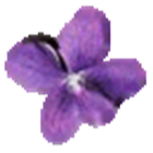 Violet UML Editor icon