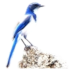 BLUEJAY icon