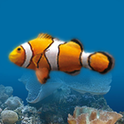 Marine Aquarium icon