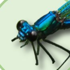 Damselfly icon