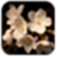 Cherry Blossom Wallpapers icon