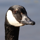 GooseMod icon